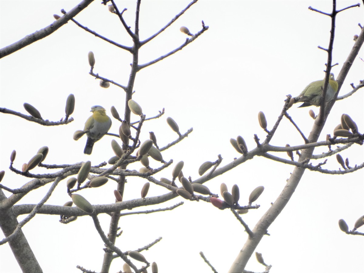 Yellow-footed Green-Pigeon - ML145791471