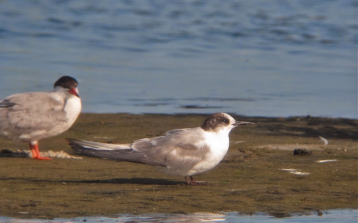 Arctic Tern - ML145792691