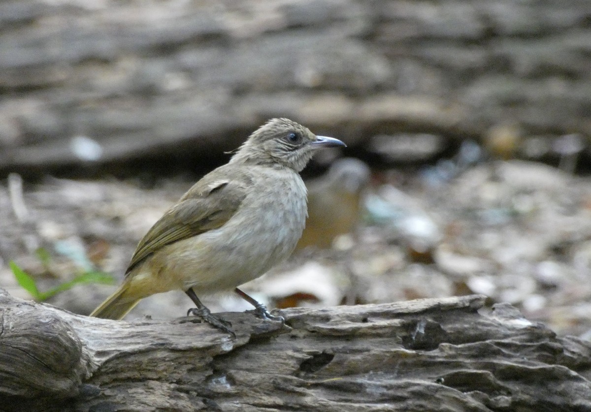 Streak-eared Bulbul - ML145793011