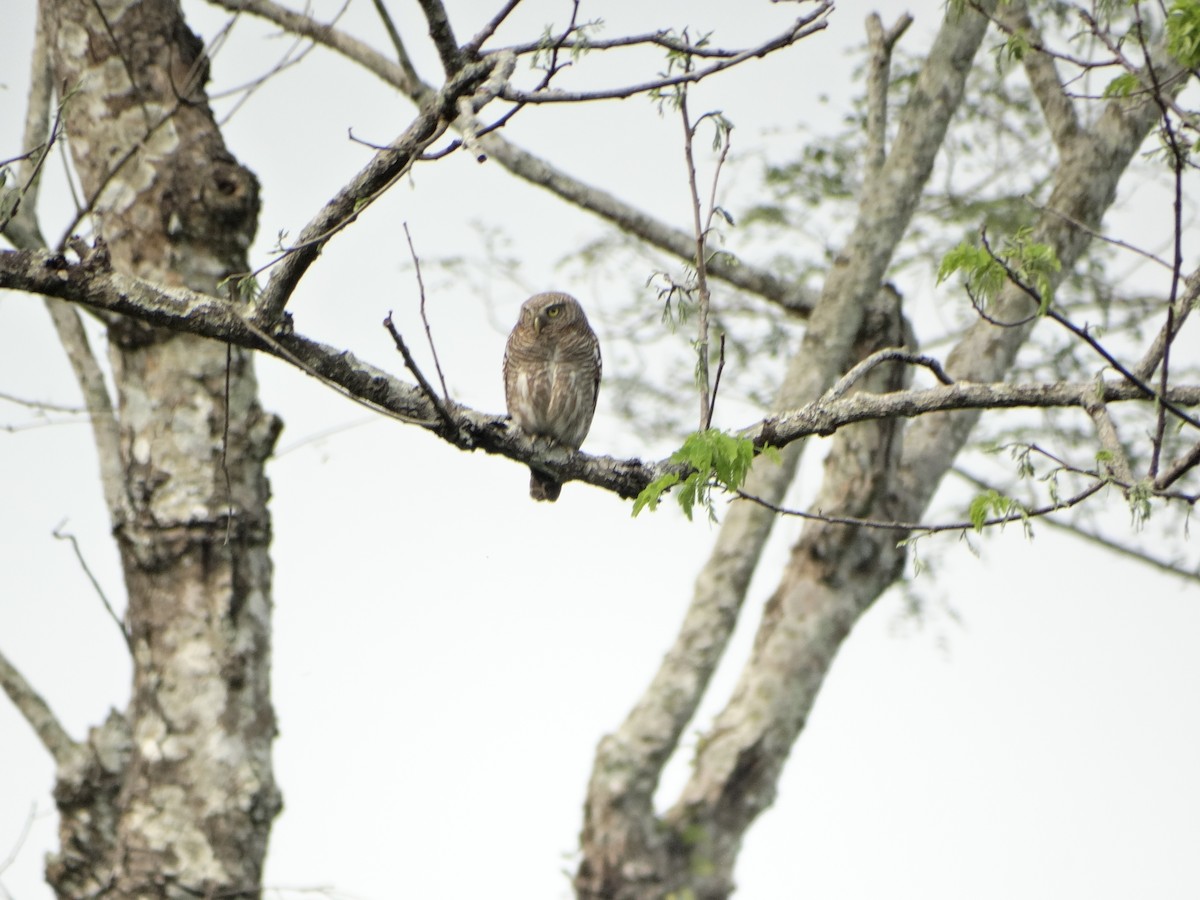 Asian Barred Owlet - ML145793121