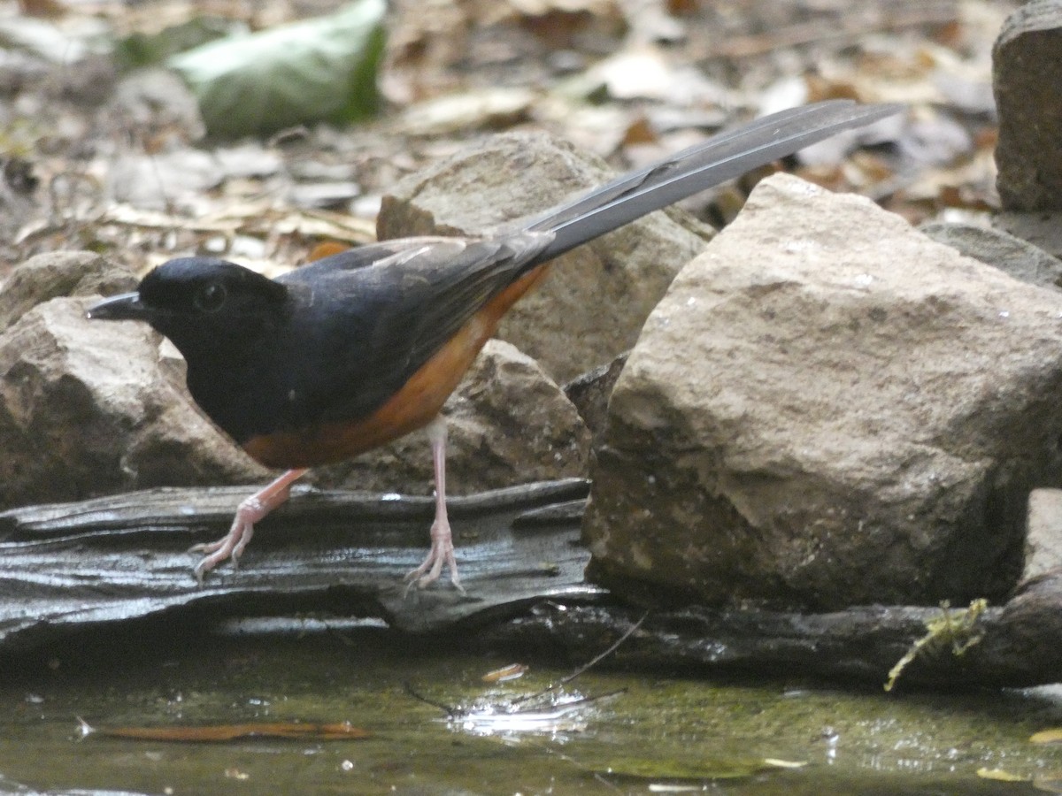 White-rumped Shama - Christopher Rustay