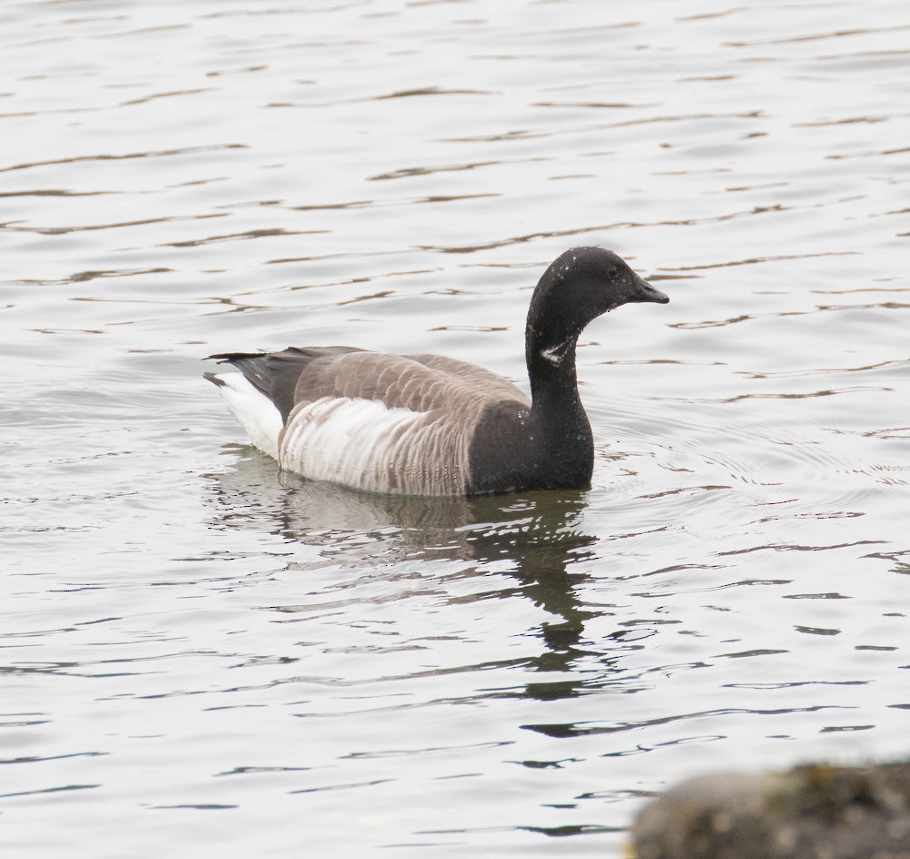 Brant - ML145793481