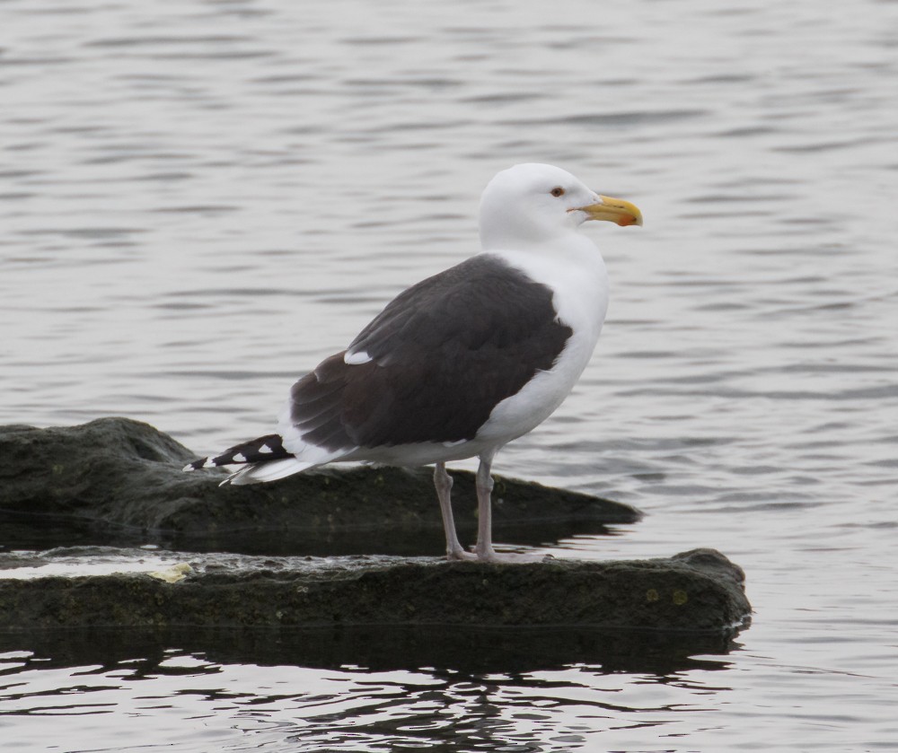 Great Black-backed Gull - ML145793501