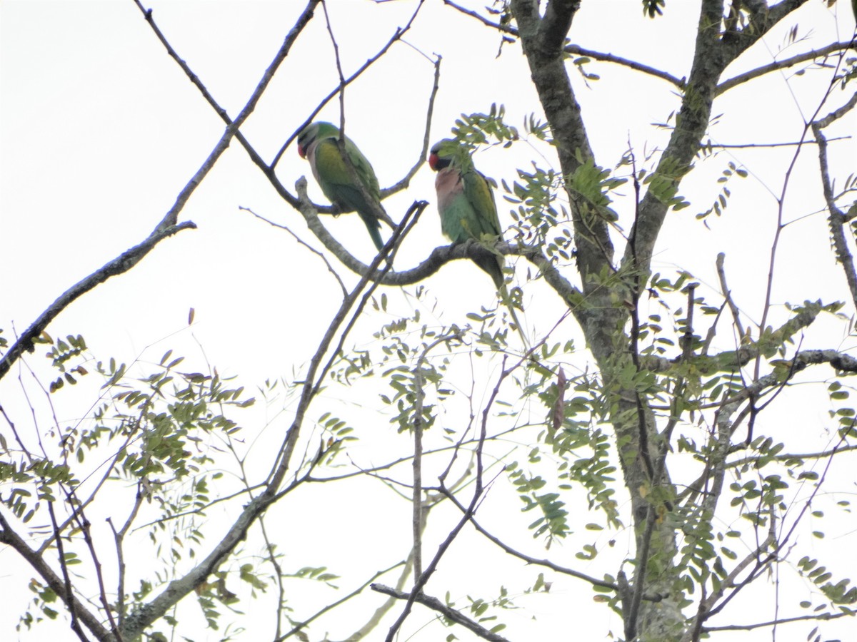 Red-breasted Parakeet - ML145793711
