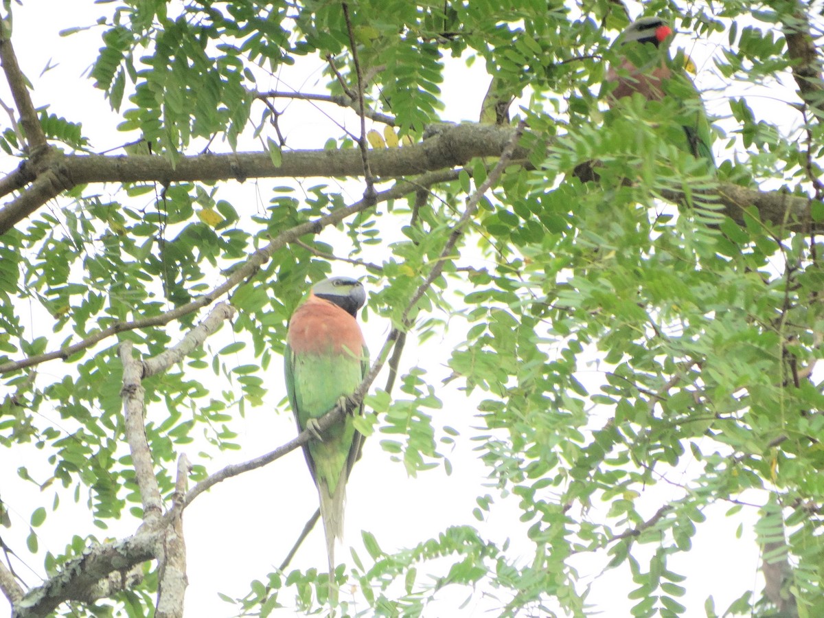 Red-breasted Parakeet - ML145793791