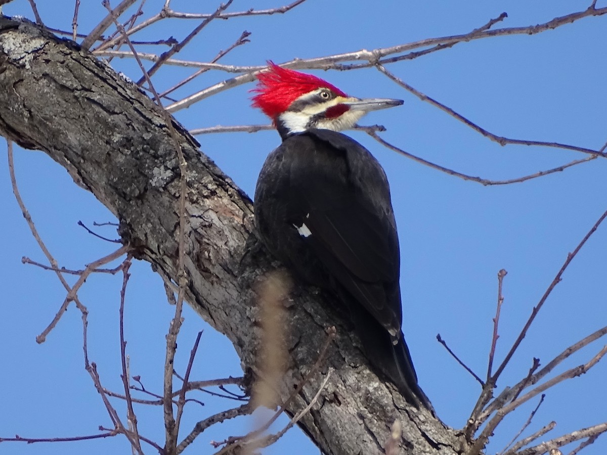 Pileated Woodpecker - ML145793871