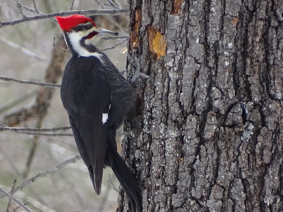 Pileated Woodpecker - ML145793881