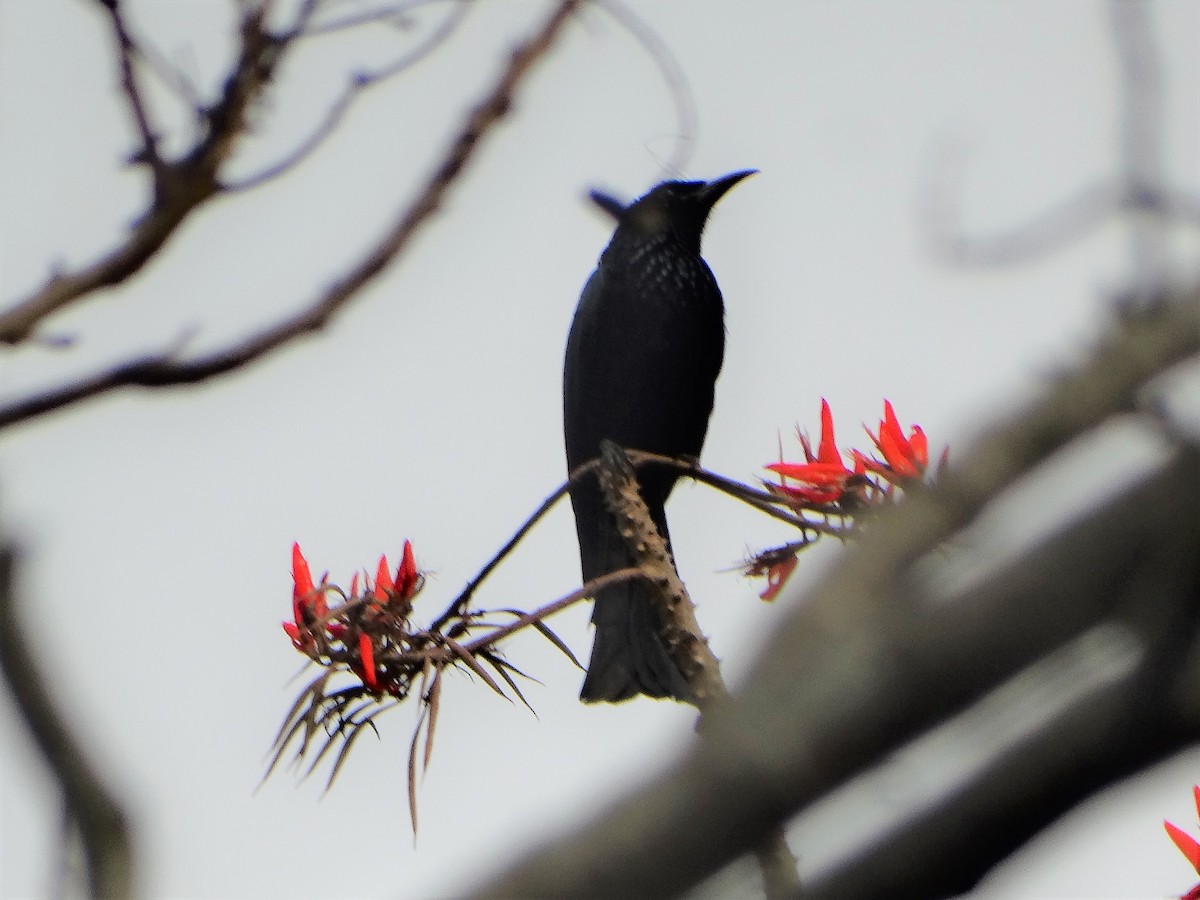 Hair-crested Drongo - ML145794091