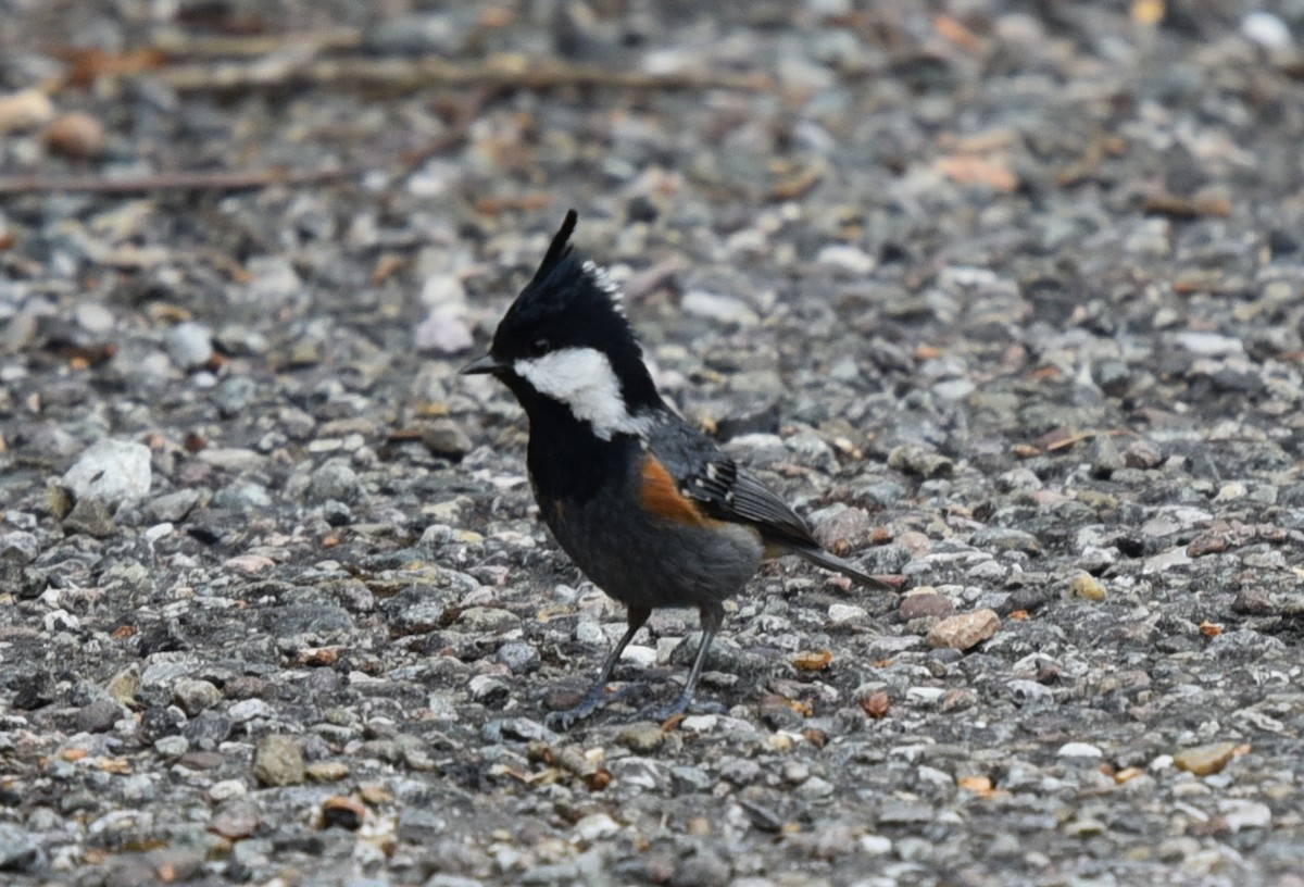 Coal Tit - ML145795201