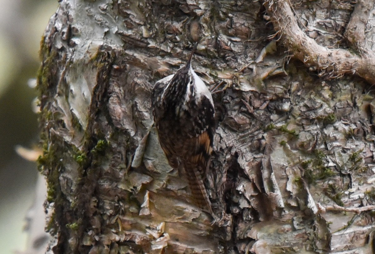 Bar-tailed Treecreeper - ML145795611