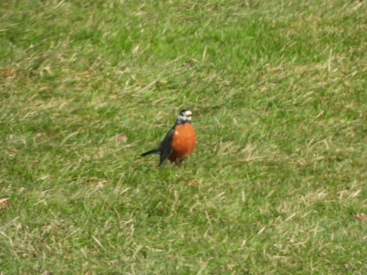 American Robin - James Wojewodzki