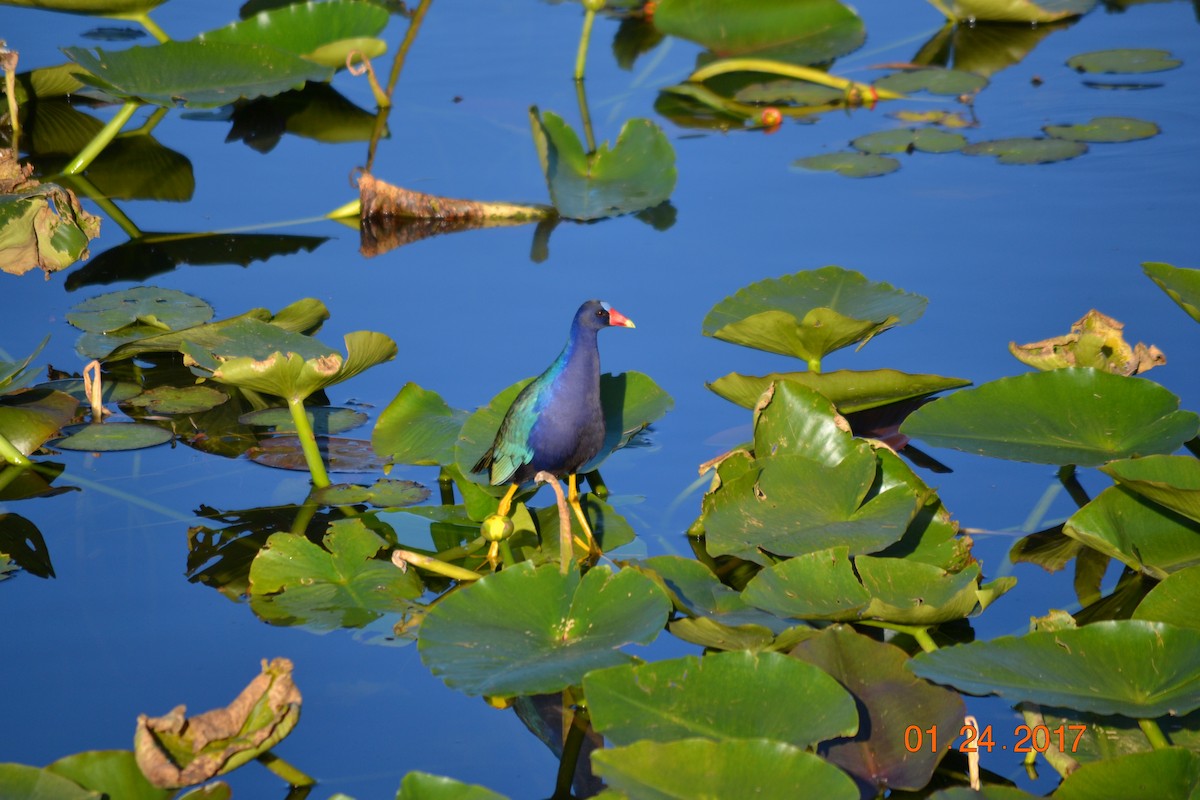 Purple Gallinule - ML145796351