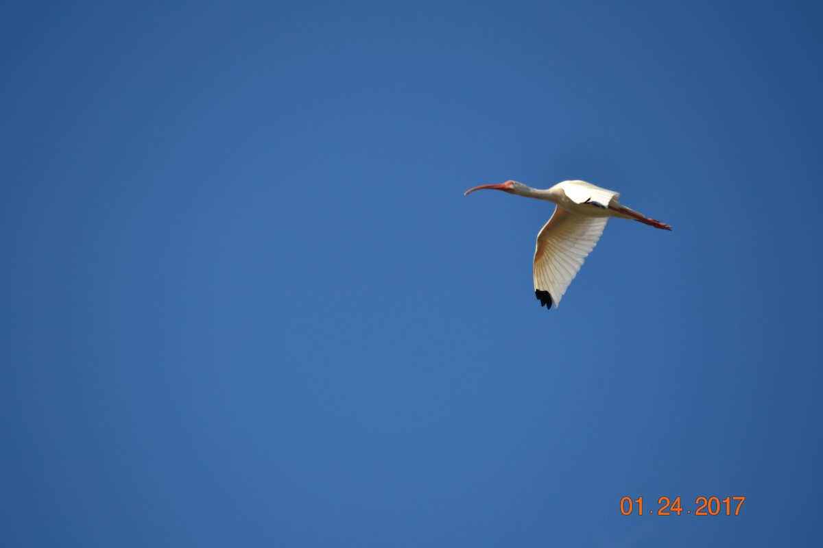 ibis bílý - ML145796611