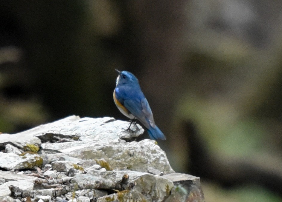 Himalayan Bluetail - ML145796681