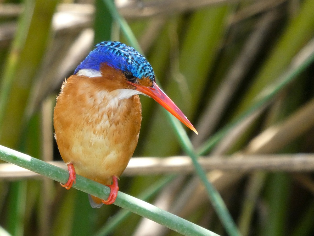 Malachite Kingfisher - ML145796881