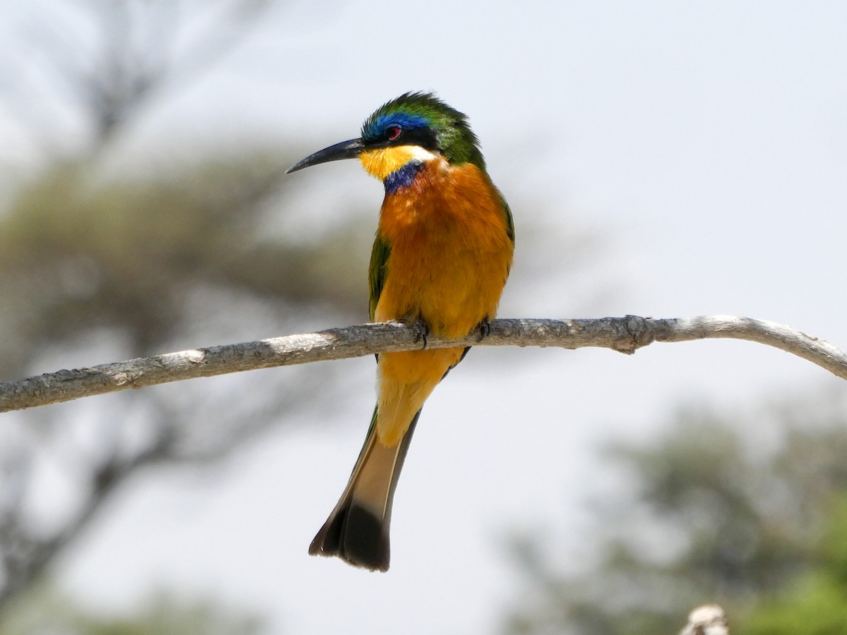 Ethiopian Bee-eater - ML145796931