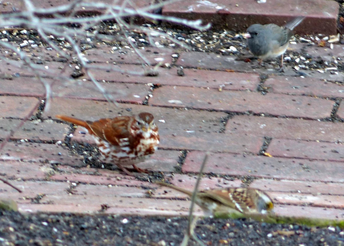 Fox Sparrow - ML145797521