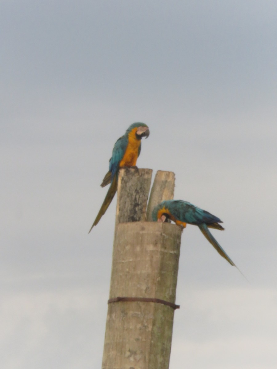 Blue-and-yellow Macaw - ML145797891