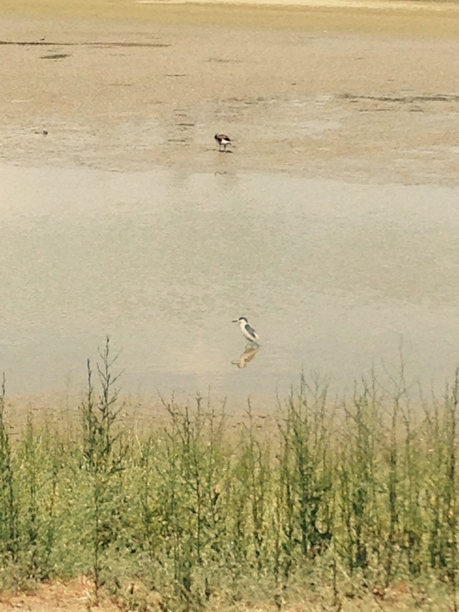 Ногоовор зашин - ML145798131