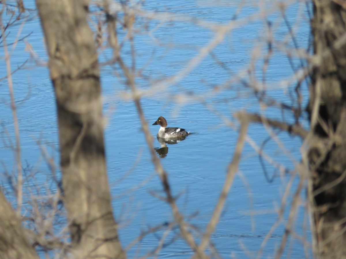 Common Goldeneye - ML145798221