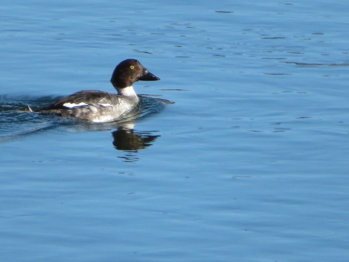 Common Goldeneye - ML145798251