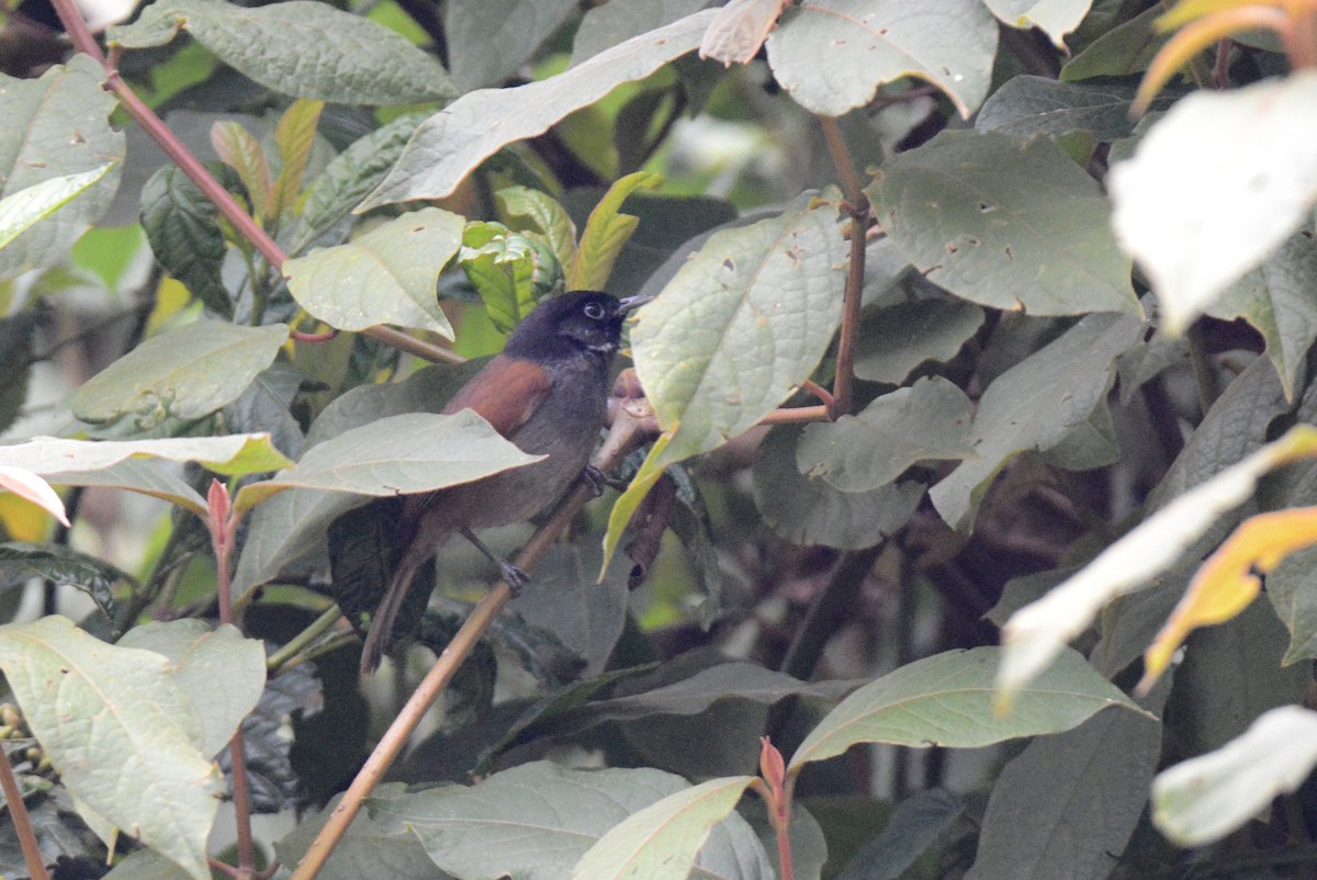 Rwenzori Hill Babbler - ML145798941