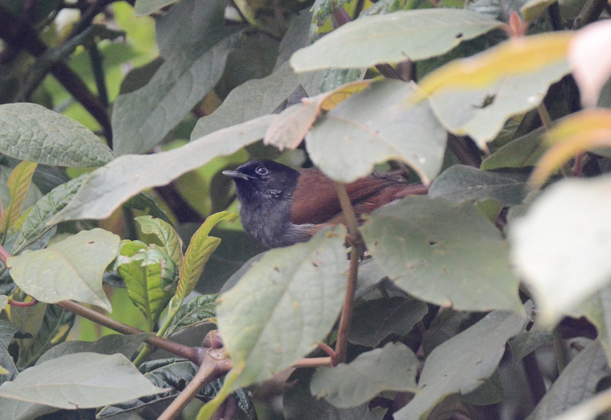 Rwenzori Hill Babbler - ML145798951