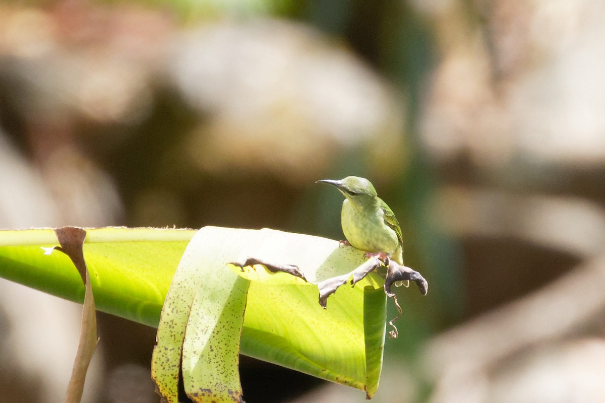 Red-legged Honeycreeper - ML145798981