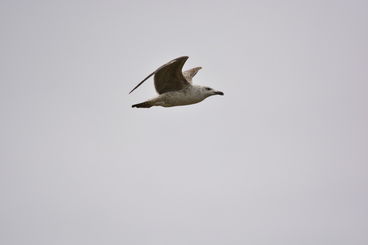 Caspian Gull - Gheorghe Ticu