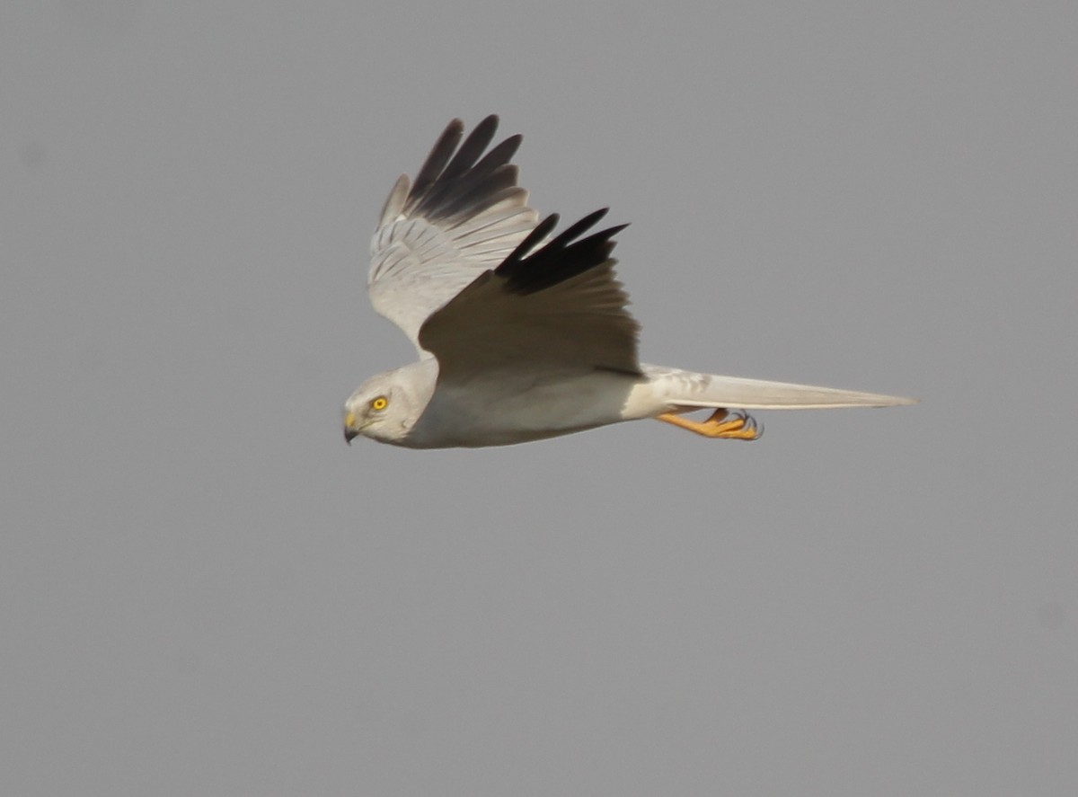 steppehauk - ML145801191