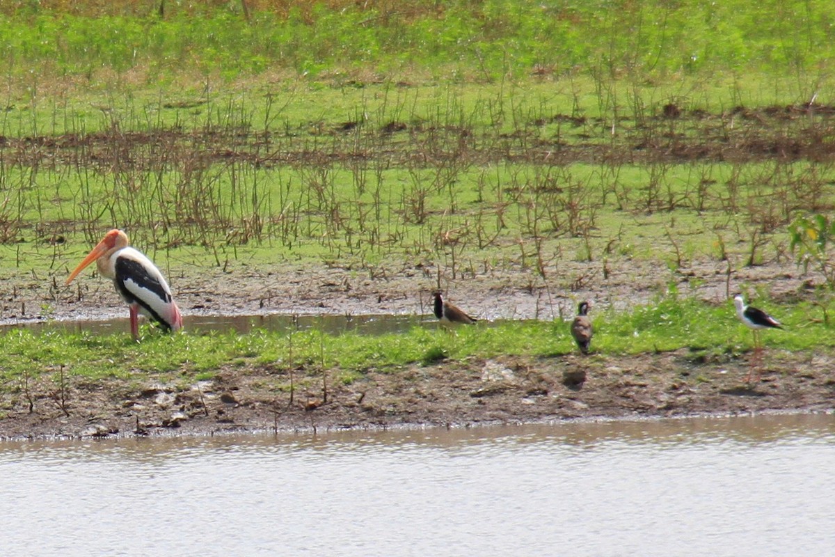 Painted Stork - ML145804171