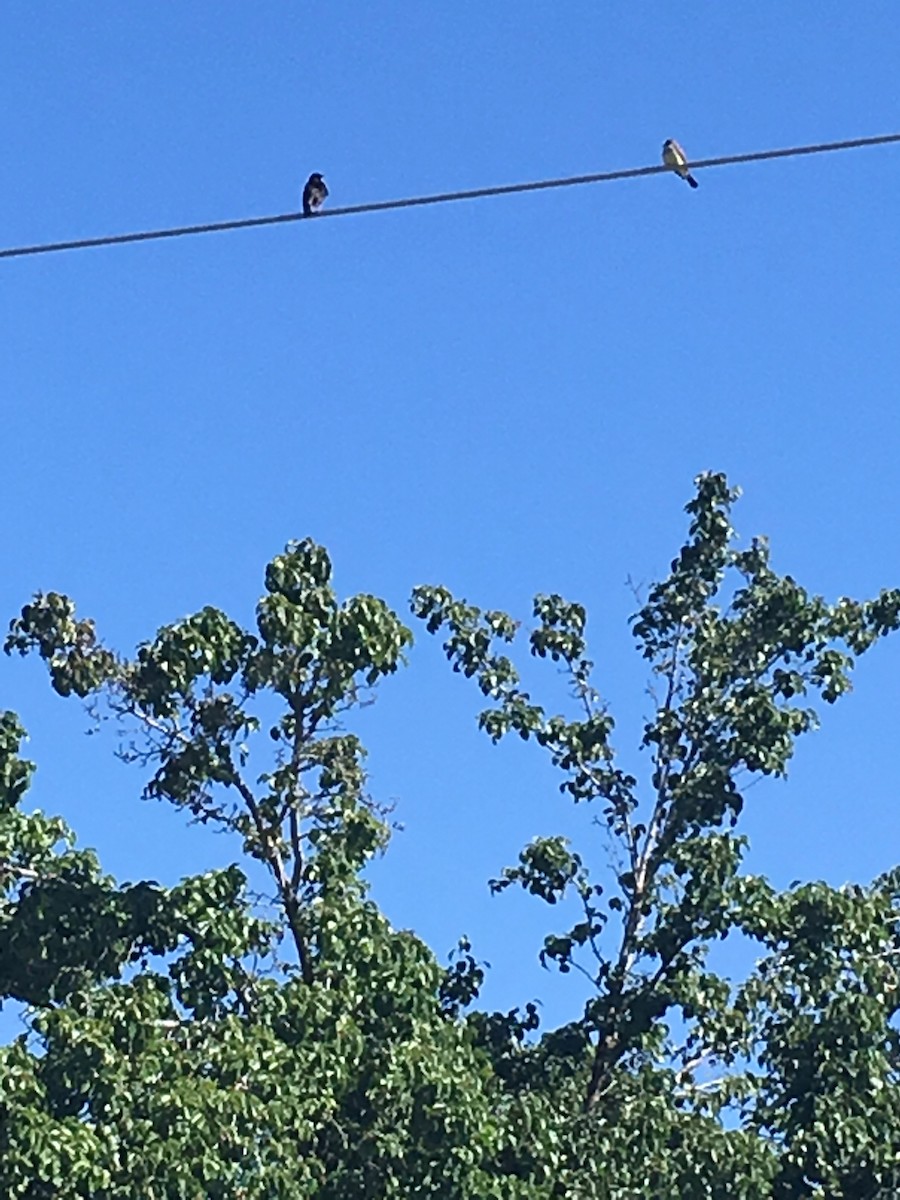 Western Kingbird - ML145804681