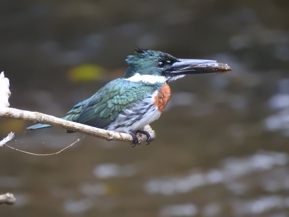 Amazon Kingfisher - Joana De Rivero
