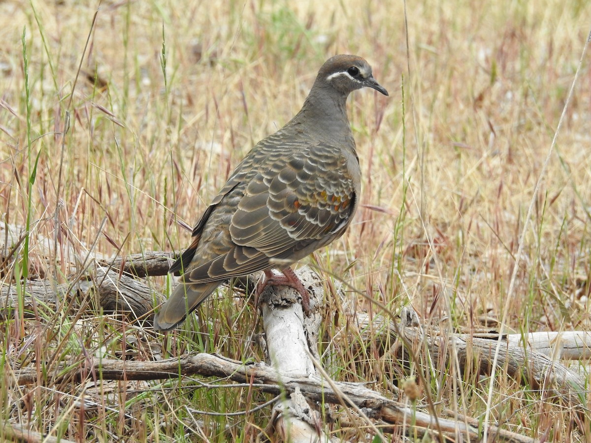 Common Bronzewing - ML145810141