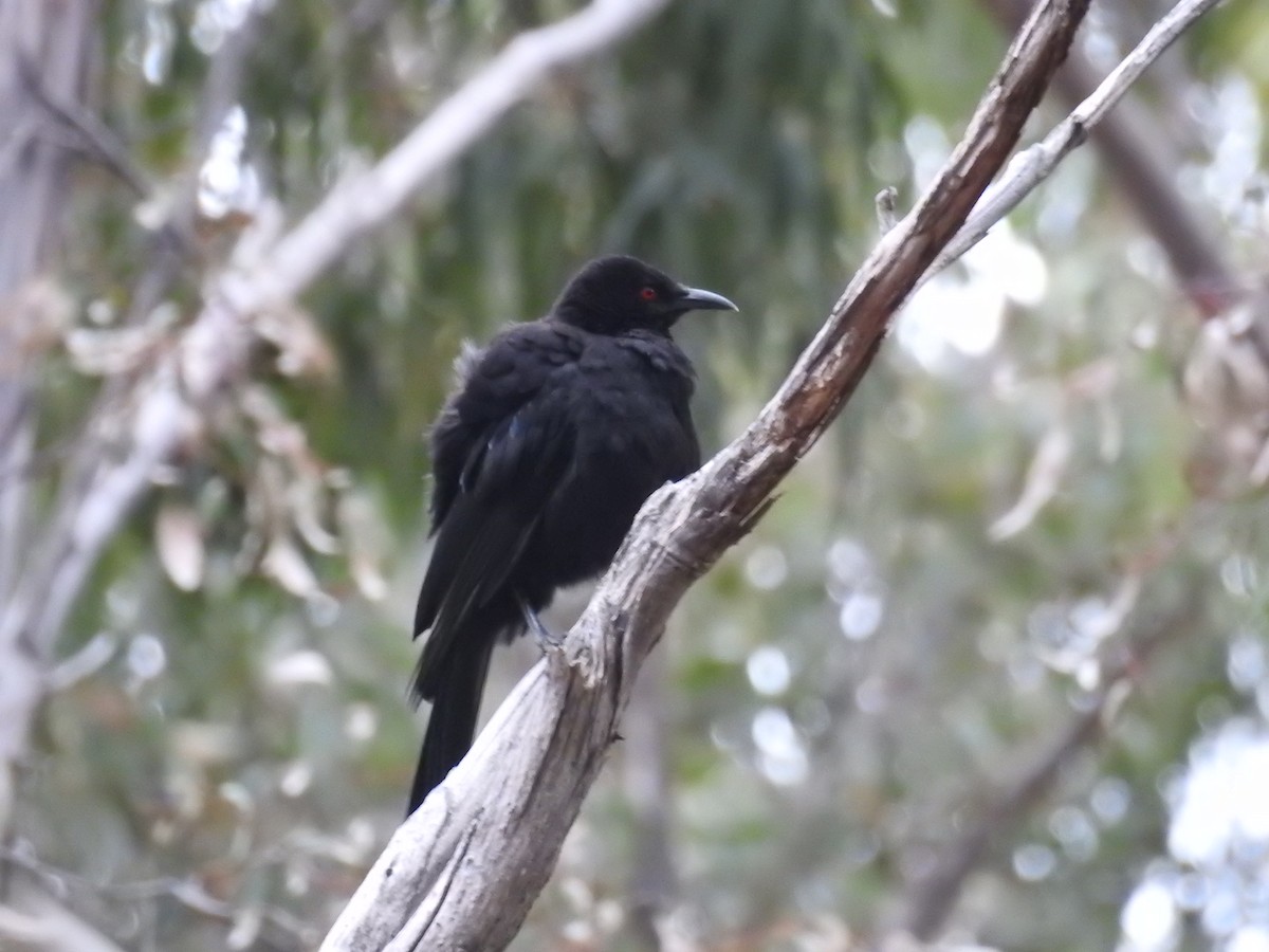 White-winged Chough - ML145811281