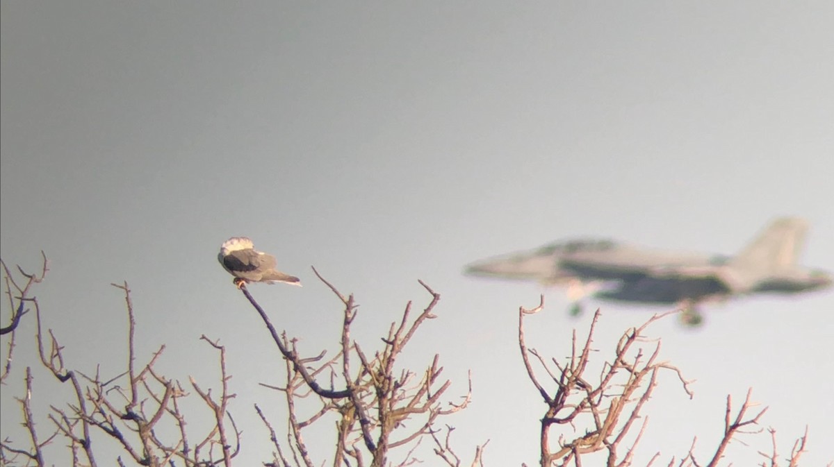 White-tailed Kite - ML145812001