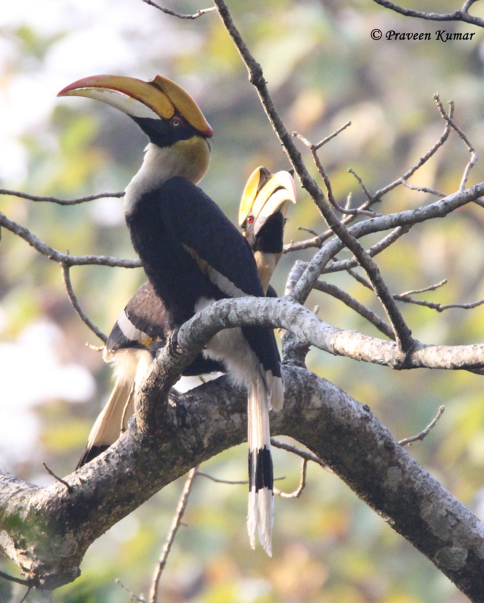 Great Hornbill - ML145813771