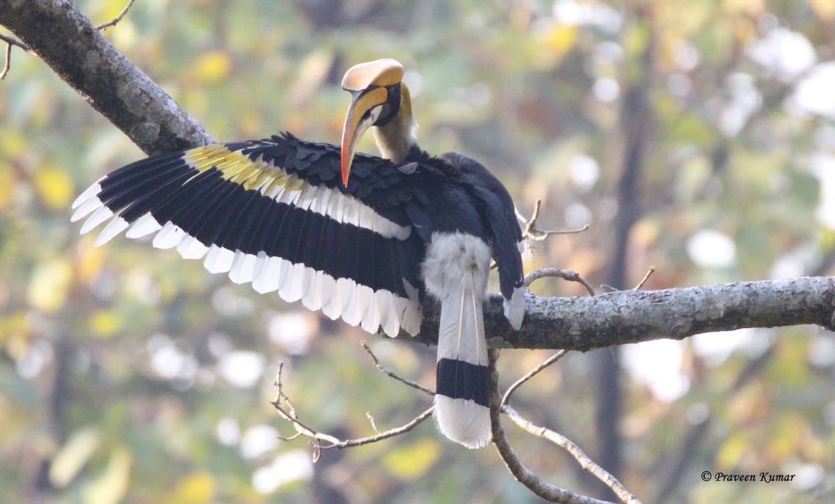 Great Hornbill - ML145813951