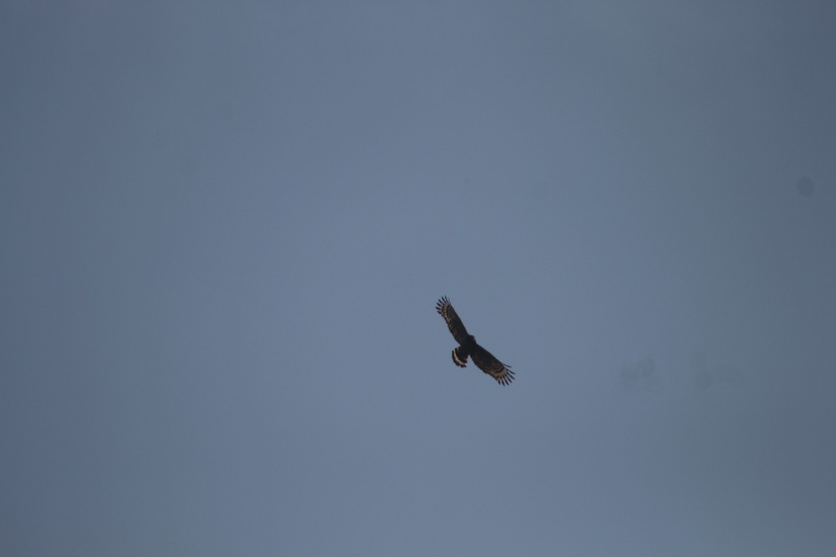 Crested Serpent-Eagle - ML145813991