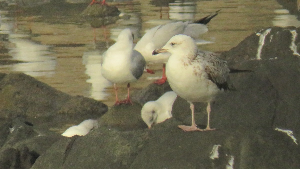 Lesser Black-backed Gull (Heuglin's) - ML145815941