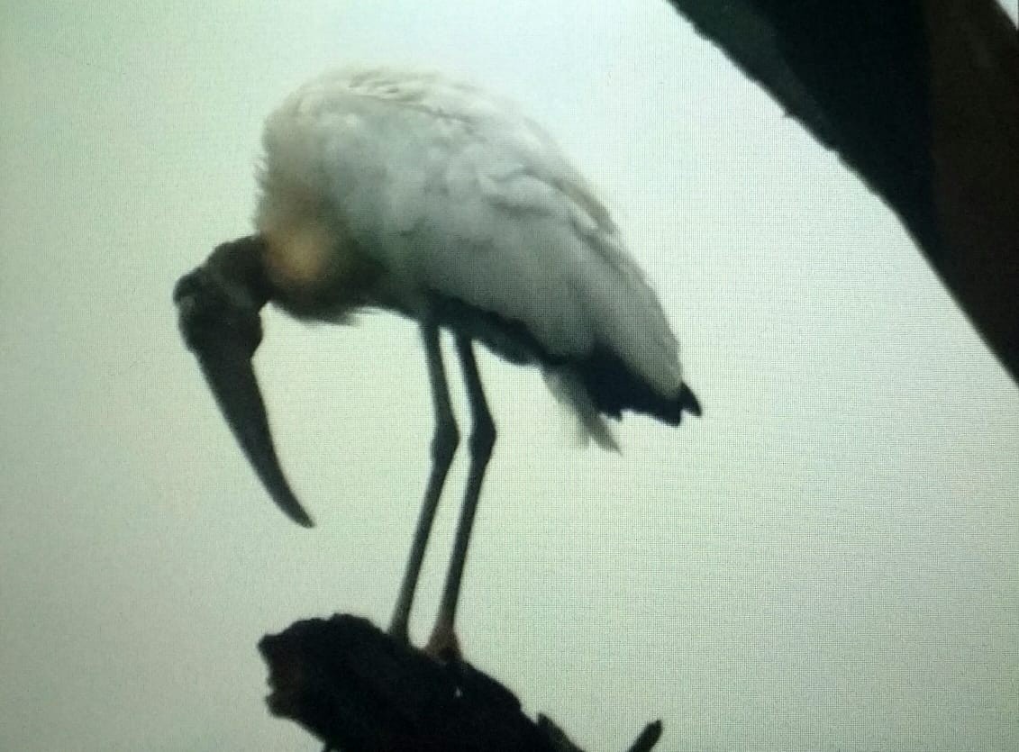 Wood Stork - ML145816601