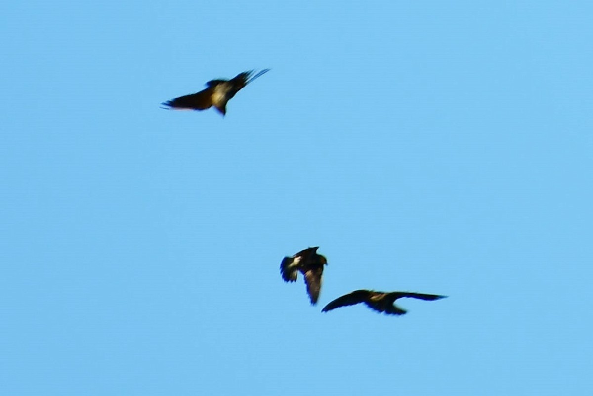 Northern Rough-winged Swallow - ML145816641