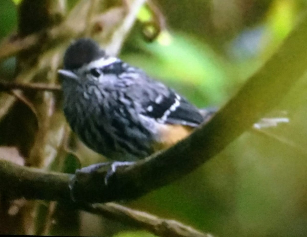 Ochre-rumped Antbird - ML145816781