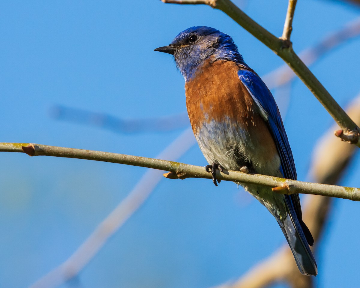 Western Bluebird - ML145816961