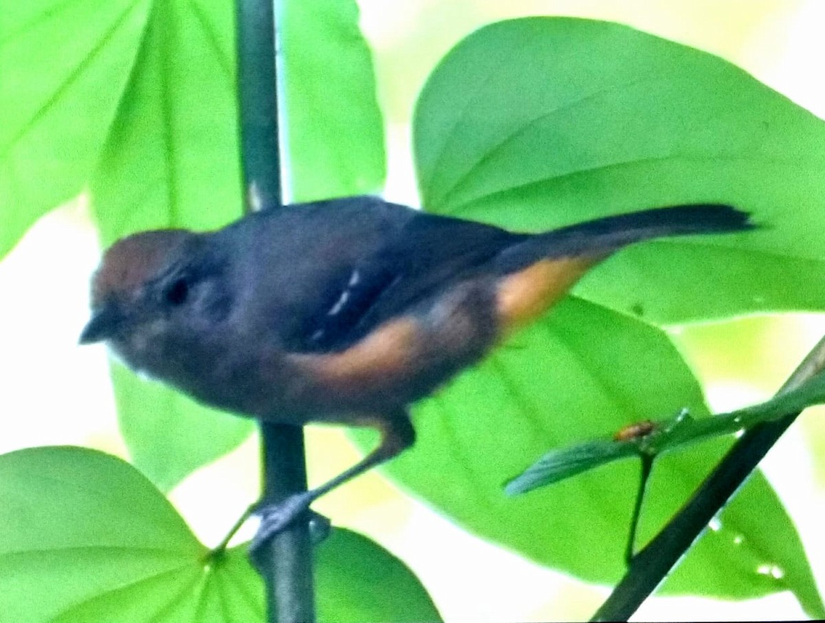 Variable Antshrike - ML145817141