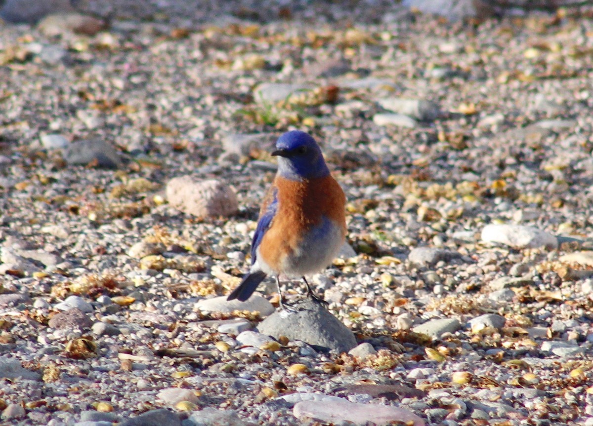 Western Bluebird - ML145817371