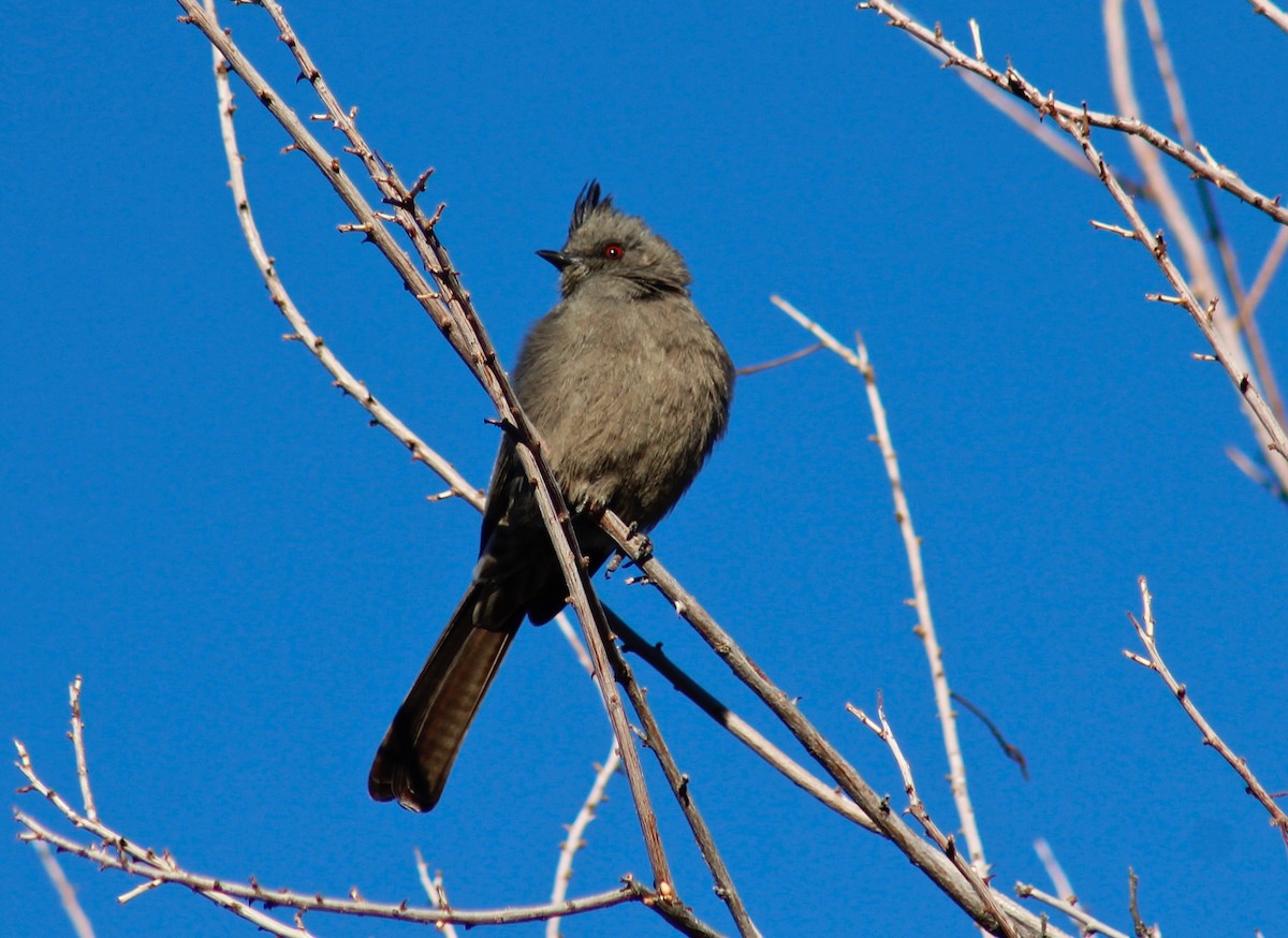 Phainopepla - Kim Score