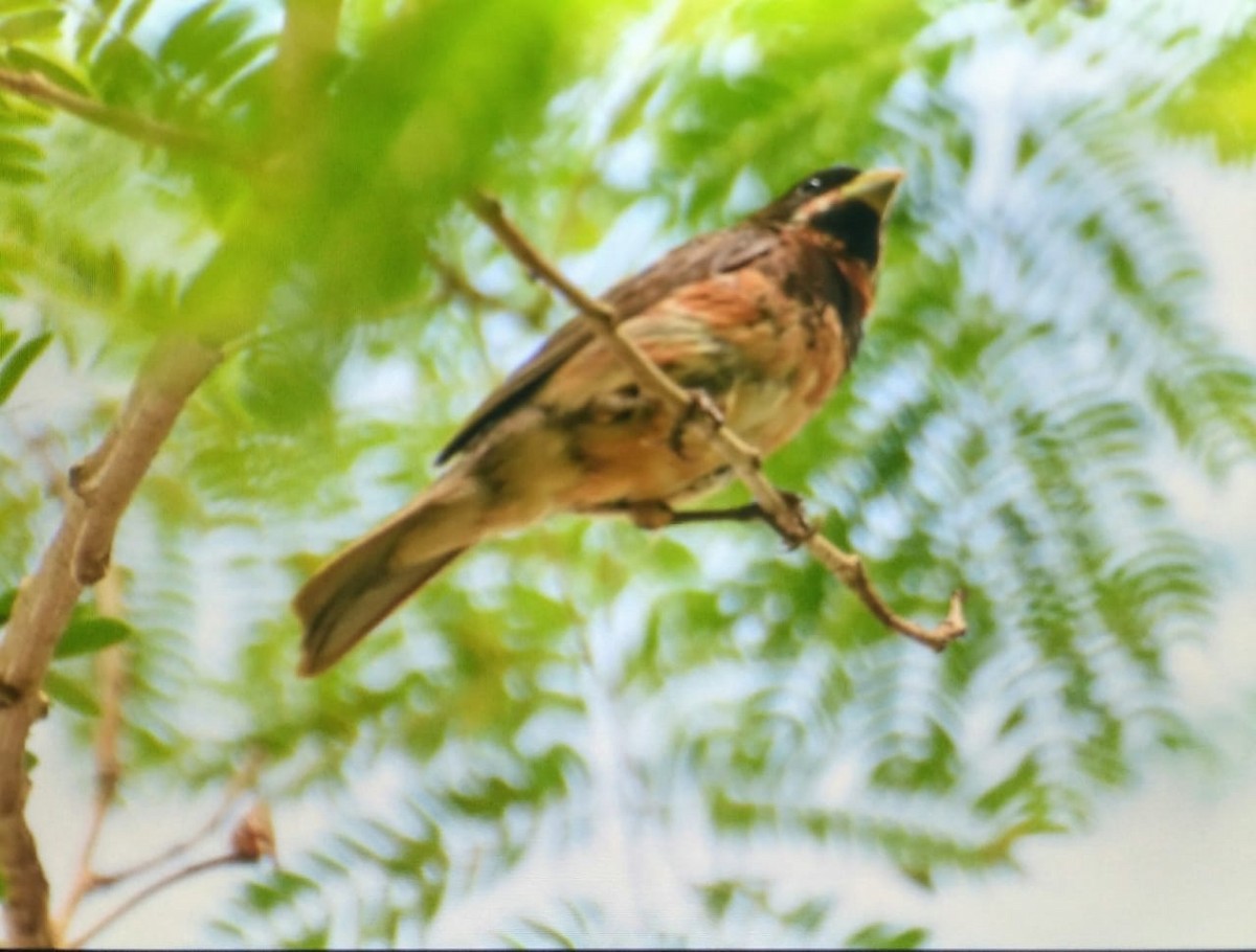 Double-collared Seedeater - ML145817481