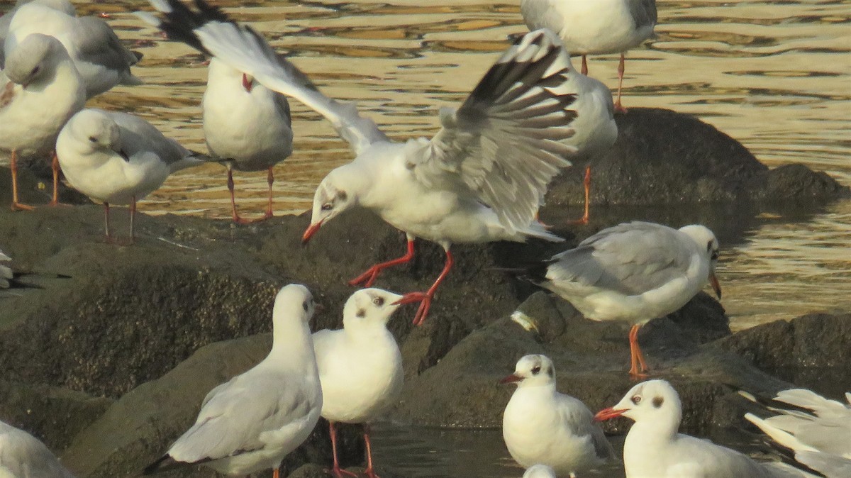 Brown-headed Gull - ML145817981