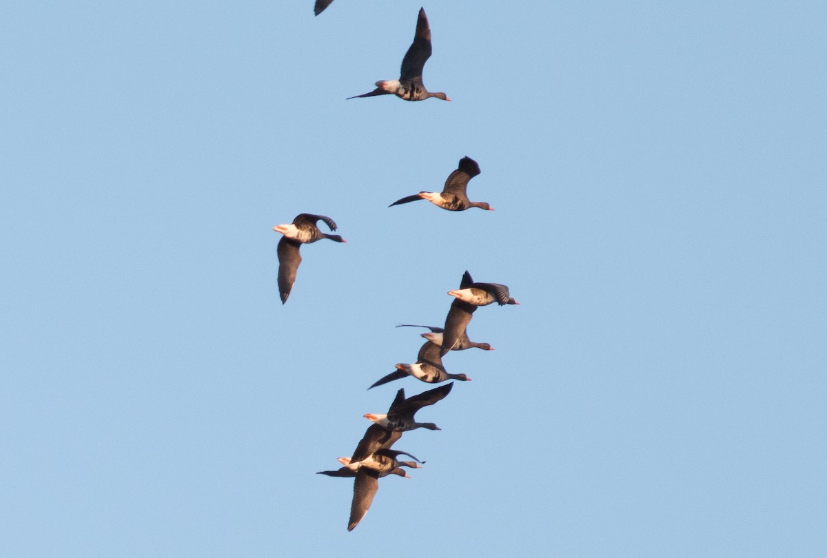 Greater White-fronted Goose - ML145818081